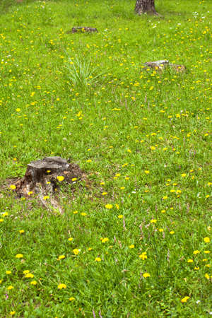 Grassland, flowers and stumpの写真素材