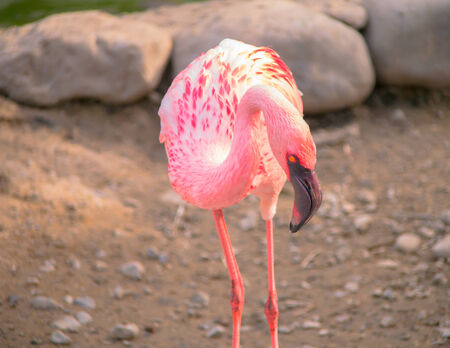 Flamingoの写真素材