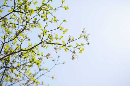 White flowering dogwood tree  Cornus florida  in bloom in sunlightの写真素材