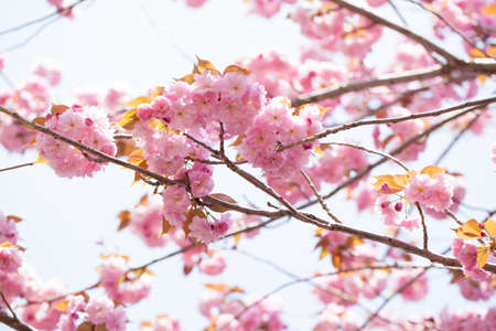 Blooming double cherry blossom treeの写真素材