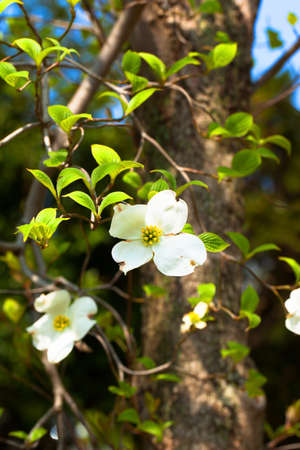 White flowering dogwood tree  Cornus florida  in bloom