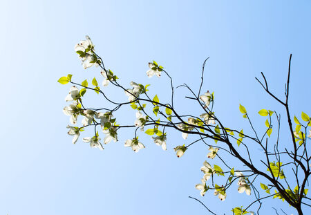 White flowering dogwood tree  Cornus florida  in bloom in sunlightの写真素材