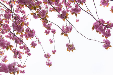Close up of blooming double cherry blossom and blue skyの写真素材