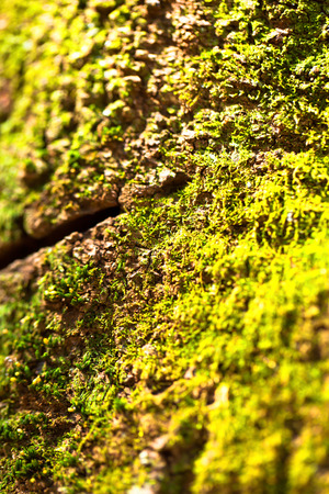 Green moss texture on tree barkの写真素材