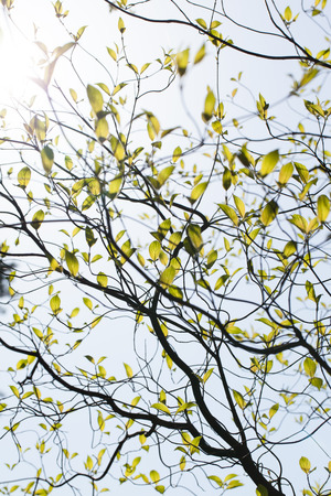 Fresh leaves of dogwood  Cornus florida  and the lightの写真素材