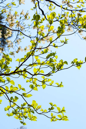 Fresh leaves of dogwood  Cornus florida  の写真素材