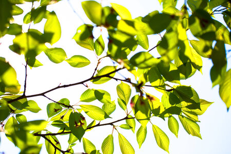 Fresh green leaves of cherryの写真素材