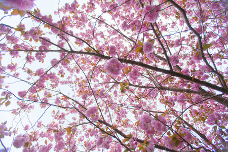 Blooming double cherry blossom tree and blue skyの写真素材