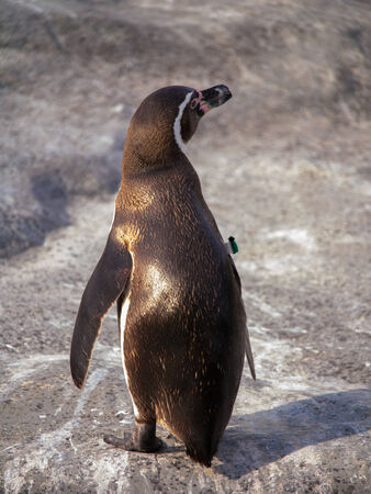 Back of Humboldt penguinの写真素材