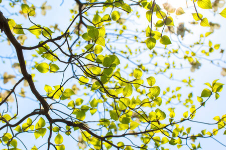 Fresh leaves and branches of dogwood  Cornus florida  and sunshineの写真素材