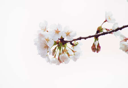 Close up of Yoshino cherry tree blossom in full bloomの写真素材