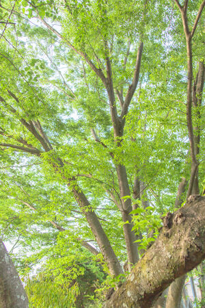 Summer fresh green leavesの写真素材