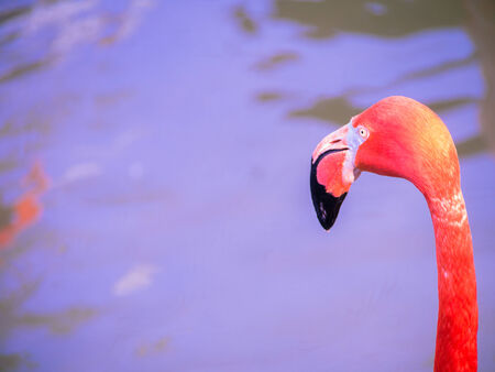 Head of Flamingoの写真素材