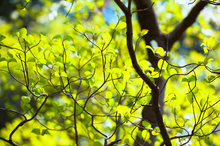 Bright leaves and branches of dogwood  Cornus florida の写真素材