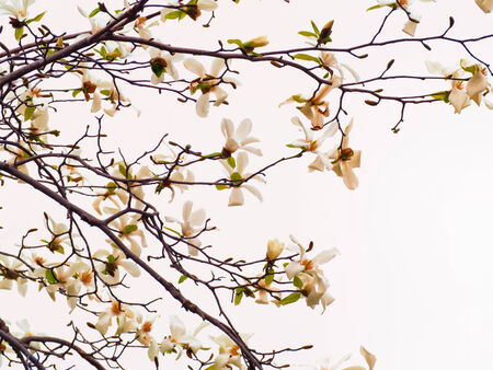 Blooming Magnolia flowers in blue skyの写真素材