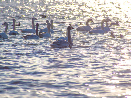 Silhouette of swans in the sunset lakeの写真素材