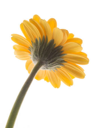 Lovely yellow gerbera daisy flowerの写真素材