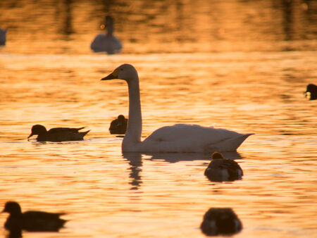 Silhouette of swan in the sunset shining lakeの写真素材