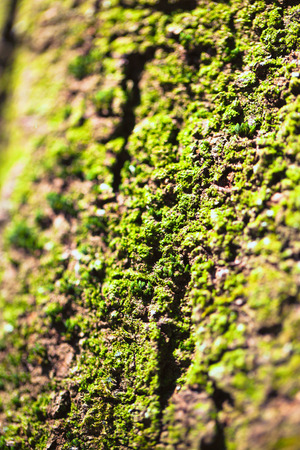 Green moss texture on tree barkの写真素材