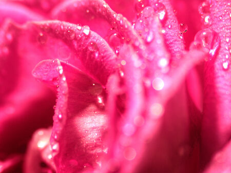 Close up of red purple rose petals with water dropletsの写真素材