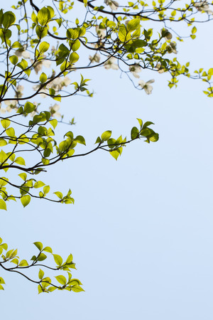 Fresh leaves of dogwood  の写真素材