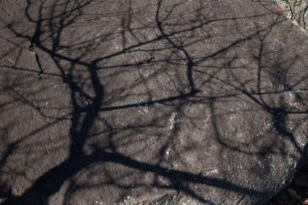 Shadow of tree on the big rockの写真素材