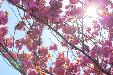 Blooming double cherry blossom tree and blue skyの写真素材