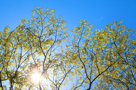 Summer fresh green leaves, sun and blue skyの写真素材