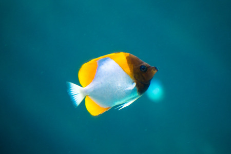 Yellow fish in aquariumの写真素材