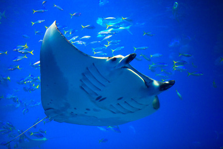 Manta rayの写真素材