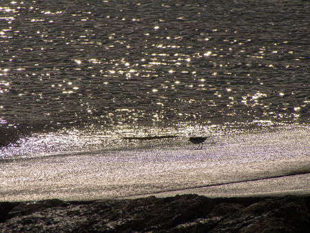 long-billed plover  Charadrius placidus の写真素材