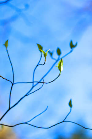 Fresh leaves and branches of dogwood  Cornus florida  の写真素材
