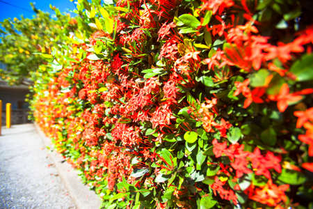 Red Ixora coccinea or West Indian Jasmine Flowerの写真素材