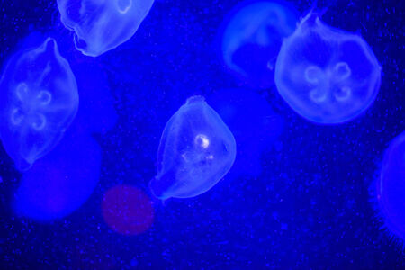 Moon jellyfishの写真素材