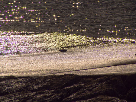 Long-billed plover (Charadrius placidus)の写真素材