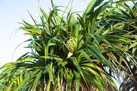 Pandanus tectorius trees in Okinawaの写真素材