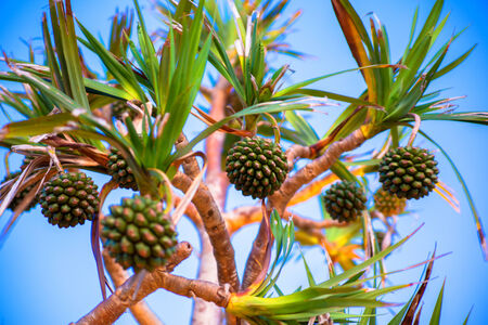 Pandanus tectorius tree in Okinawaの写真素材