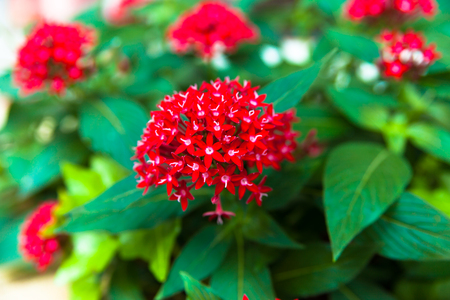 Red pentas flowers, pentasulfide