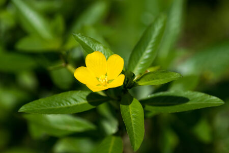 Ludwigia peploides. Subsp stipulaceaの写真素材