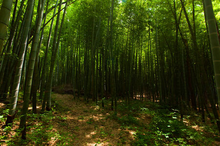 Light of the sun and bamboo forest の写真素材