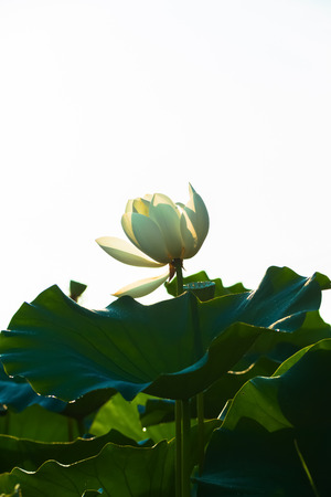 Lotus の写真素材