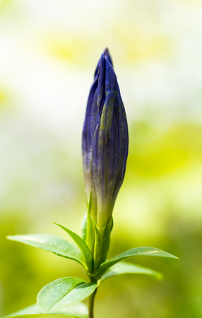 Gentiana triflora var japonica, Gentianaceae, Hokkaido の写真素材