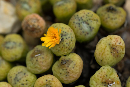 Conophytum sp.の写真素材