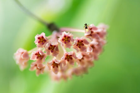 Hoya fischeriana, APOCYNACEAEの写真素材