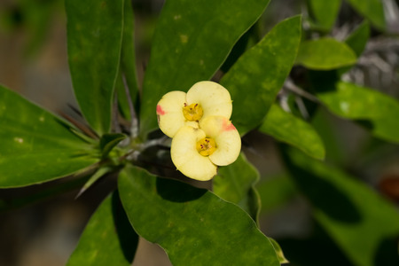 Euphoribia milii var splendens, Euphorbiaceae, Madagascar の写真素材
