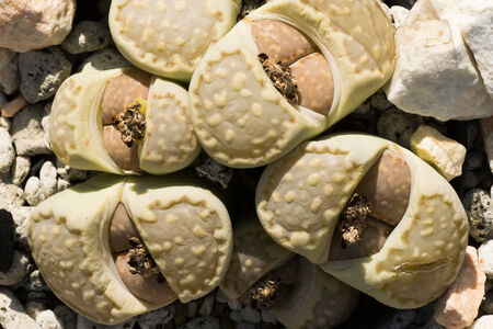 Lithops julii, South Africa の写真素材