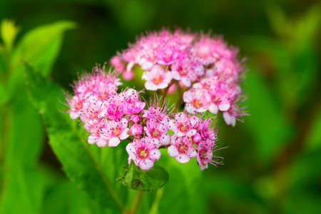 Spiraea japonic, Meadowsweet, Rosaceae, Japanの写真素材