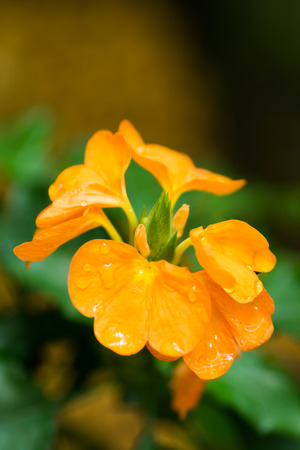 Crossandra infundibuliformis, Acanthaceae, In'ndo Southern, Sri Lanka の写真素材