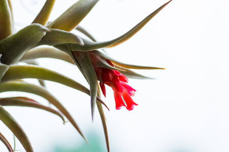 Tillandsia edithae, Bromeliaceae, tropical America の写真素材