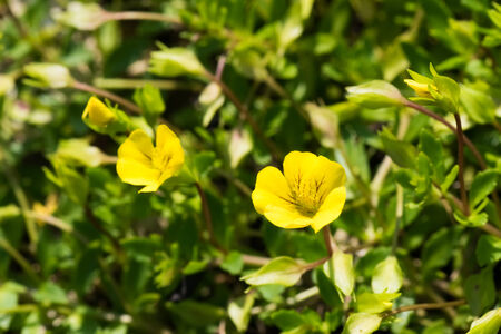 Mecardonia sp., Plantaginaceae, annual grass の写真素材